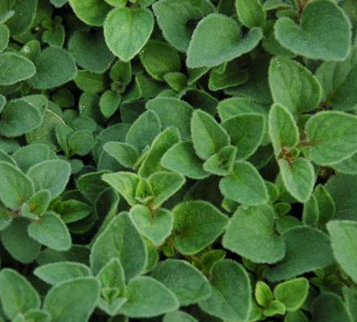 Marjoram Essential Oil