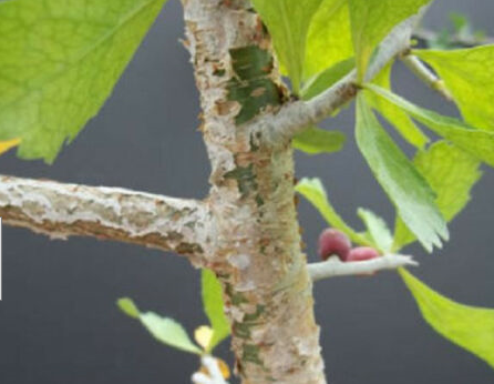 Myrrh Essential Oil