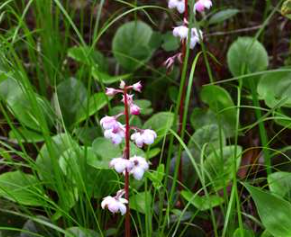 Wintergreen Essential Oil